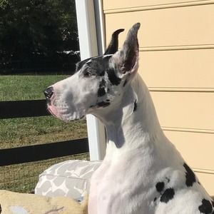 Meet your Posher, Shelly